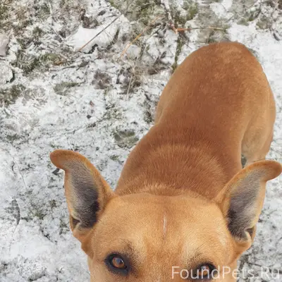 Пропала собака питбуль, Микрорайон