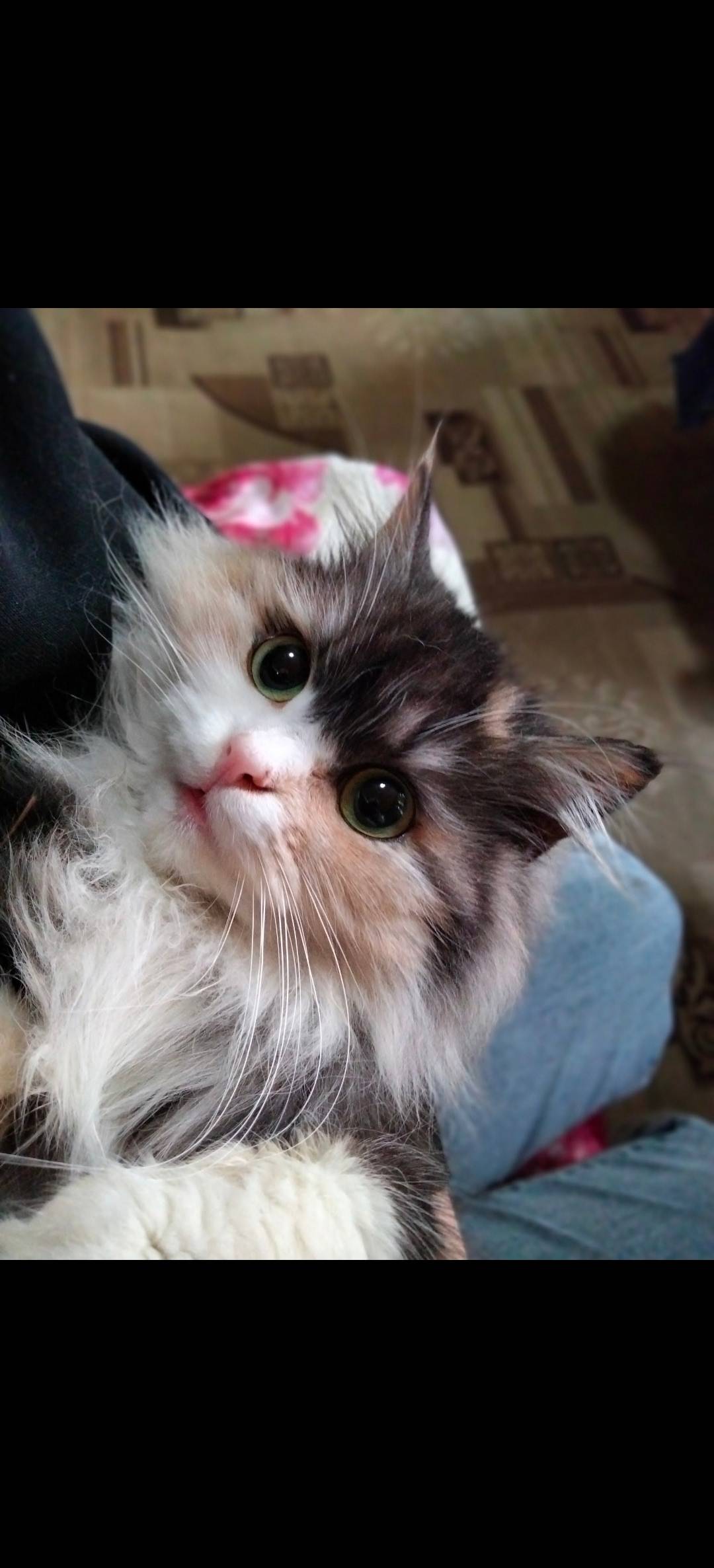 Пропала кошка, 1 мая д.5