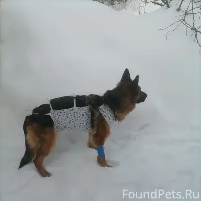 Пропала овчарка Янга, Большая Ельня