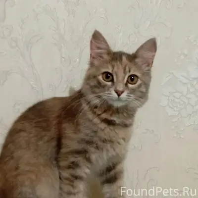 Пропала кошка, Библиотечная 6