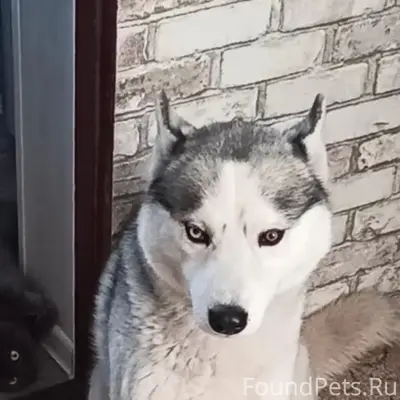 Пропал пёс Соломон, Моня