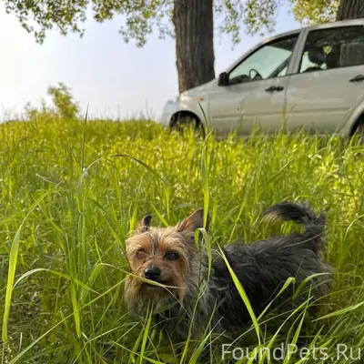 Пропала собака Яра, Акварели, Оранжа