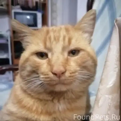 Пропал кот, район улиц Дубовая, Механизаторская