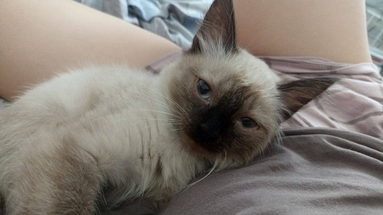 Найден котёнок (метис Тайской), Автозаводский район