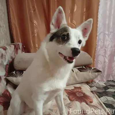 Пропал пёс Бим