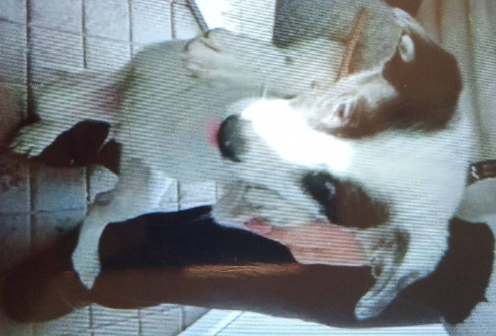 Помогите найти щенка.