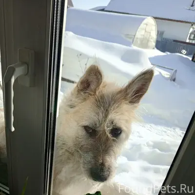 Найдена кошка Барби