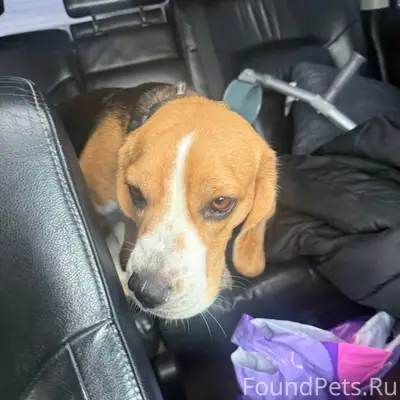 Найден бигль, Ждановское