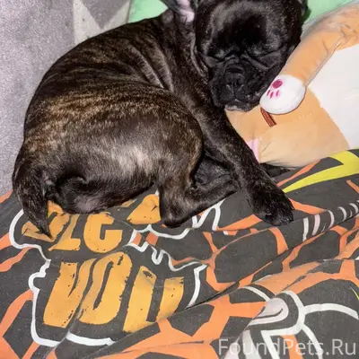 Пропала собака, свяжитесь по телефону