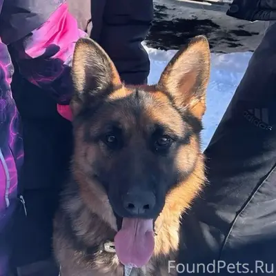 Пропала немецкая овчарка Шерри