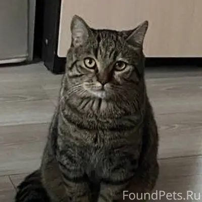 Пропал кот, Орджоникидзе 17