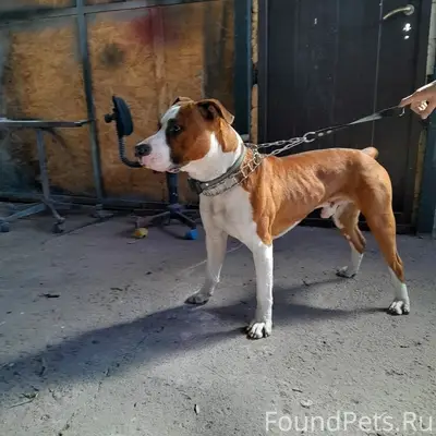 Найден тип собака, ул. Зенитная