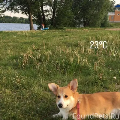 Пропала собака корги, село Ситовка