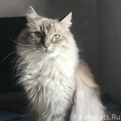 Пропал кот Мурзик, район Аргамач