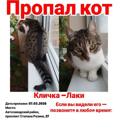 Пропал кот Лаки, Тольятти, Автозаводский район