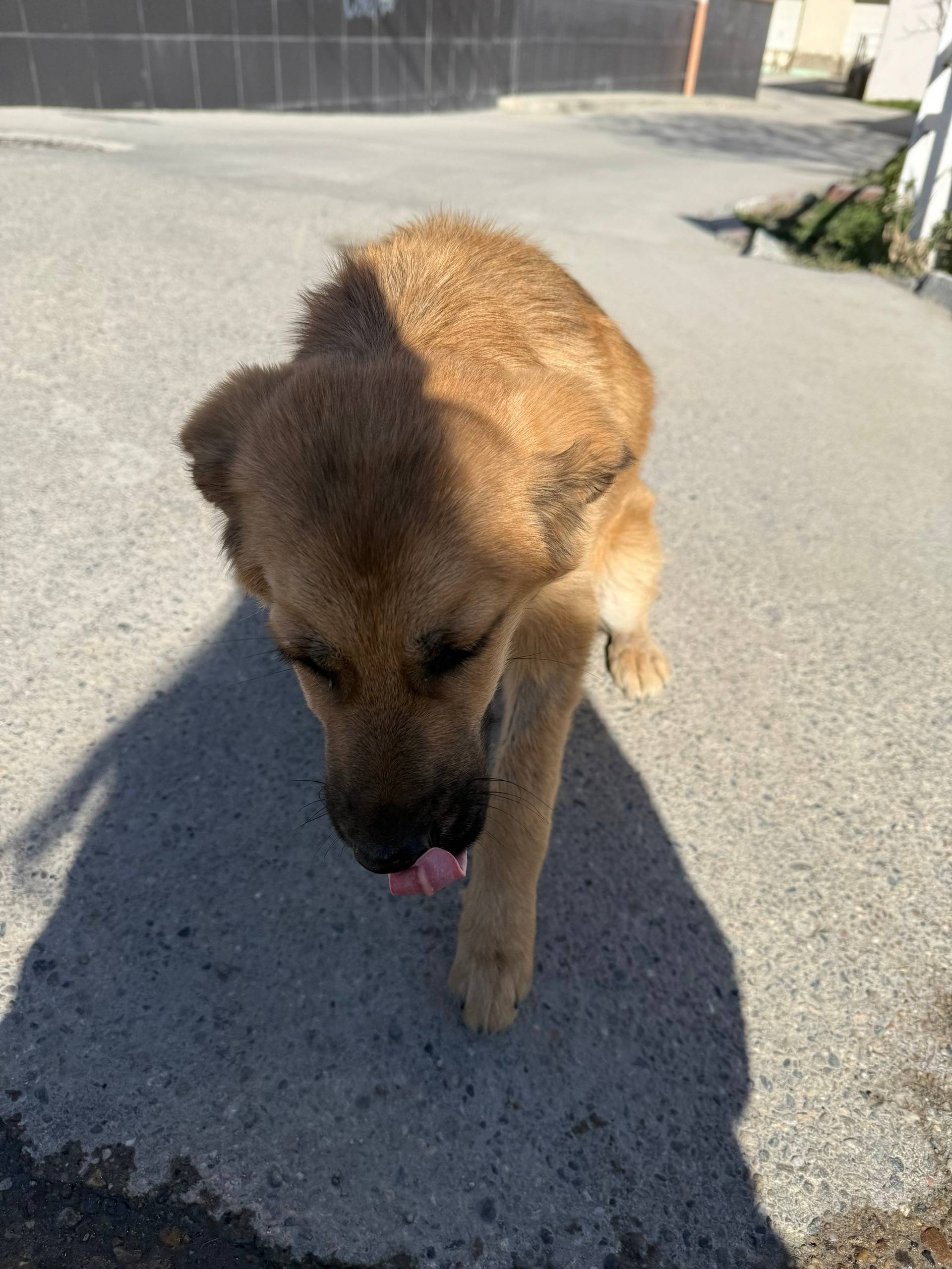 Пропал пёс, угол Хворостянского и Дзержинского