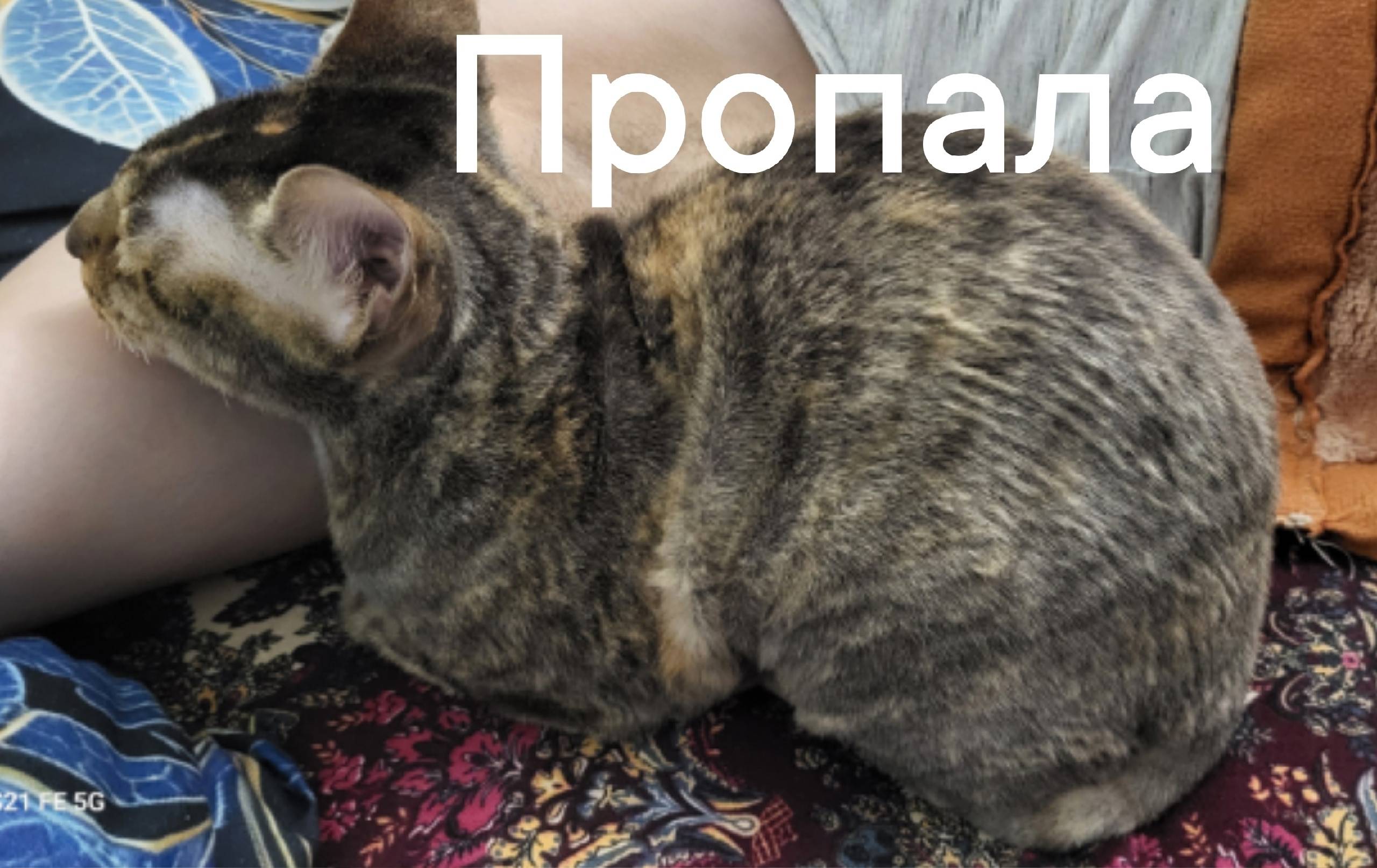 Пропала кошка Муиза, Калининский район