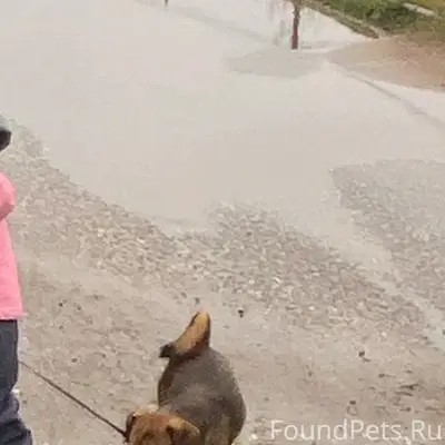 Пропал пёс Спайк, есть ошейник