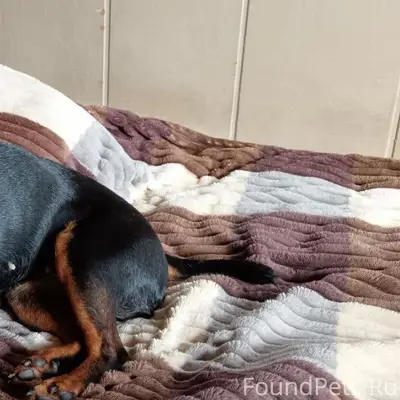 Найден метис йоркширского терьера, деревня Подлипье