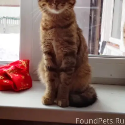 Найден кот, ул. Коммунистов