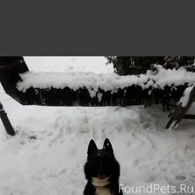 Пропала собака Мича-яг