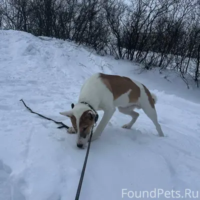 Найдена собака, г. Гаджиево