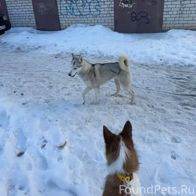Найден хаски, Северный район, Шишкова