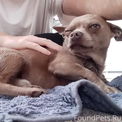 Найден чихуахуа, район Рязань, Секиотово