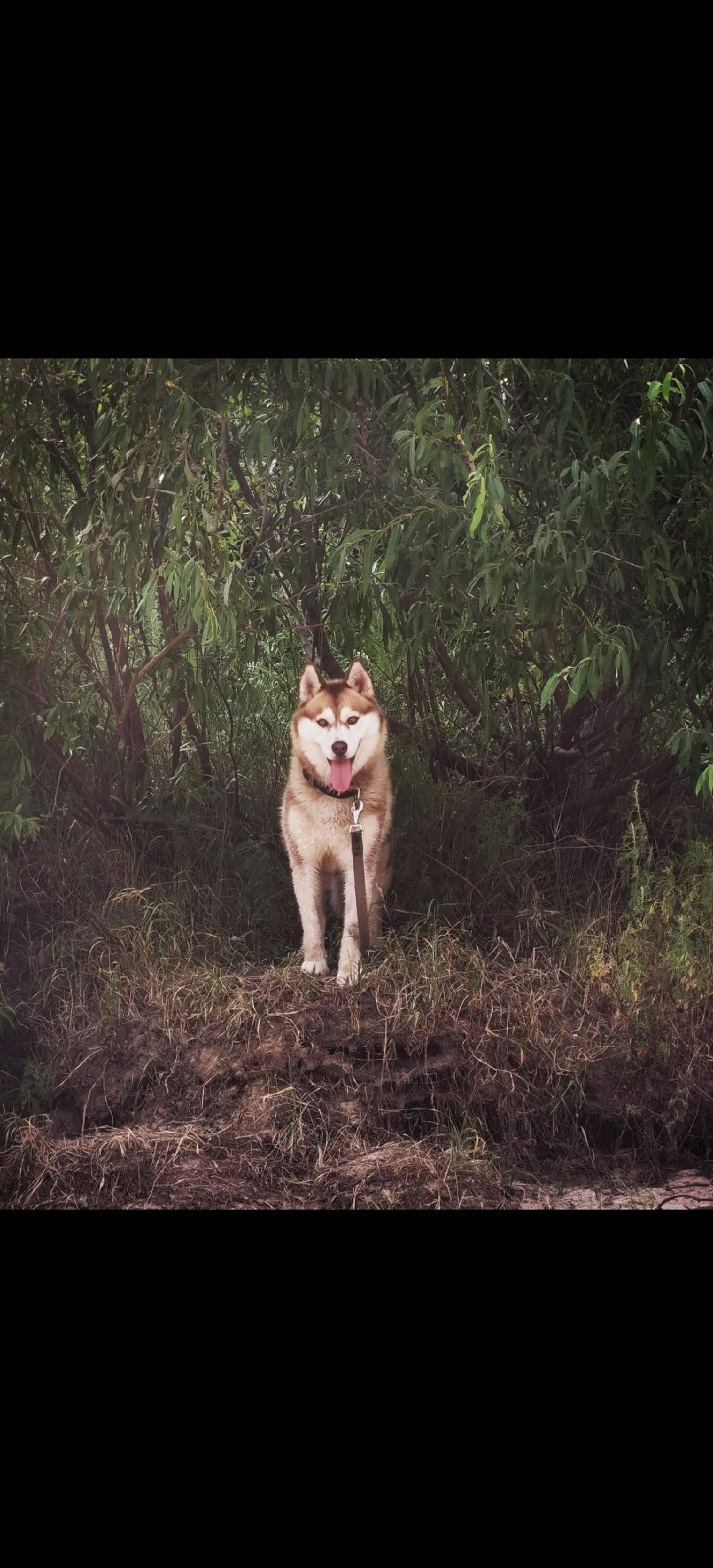 Пропала хаски Джесси, Автозаводский район