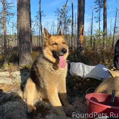 Пропал Тайсон, деревня Степановская большая
