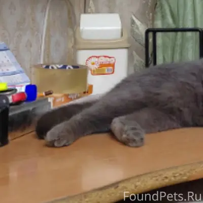 Пропал кот, 7 мик/район