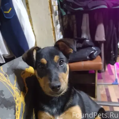 Пропала девочка щенок, р-н Козловка