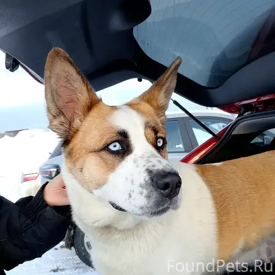 Найден домашний пёс с ошейником, Жилмассив