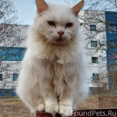 Пропала кошка Снежинка, Выборг