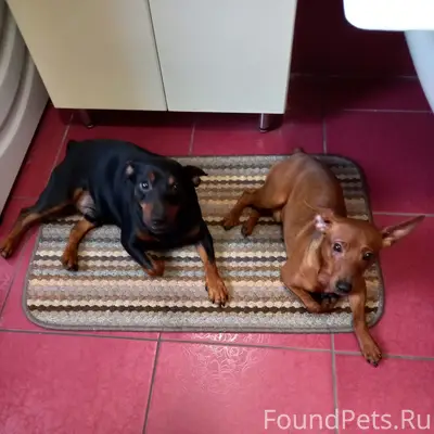 Пропала собака цверкпинчер, деревня Богородское