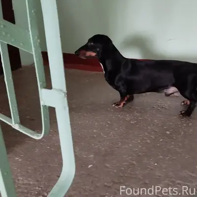 Пропала собака, Машиностроительная дом 26