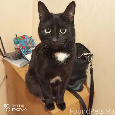 Пропал кот Мотя, Тополиная 23