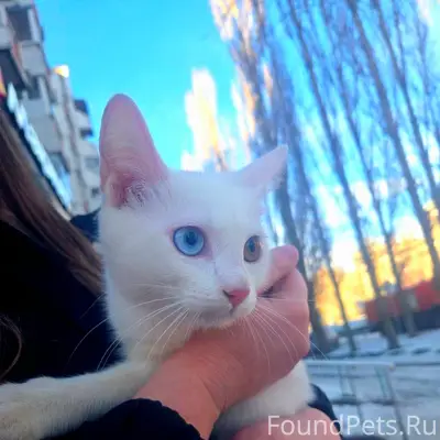 Найден котёнок, Московский проспект