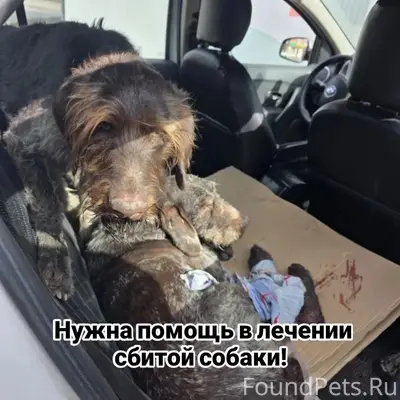 Найдены дратхаары, мальчик и девочка, Зоосервис