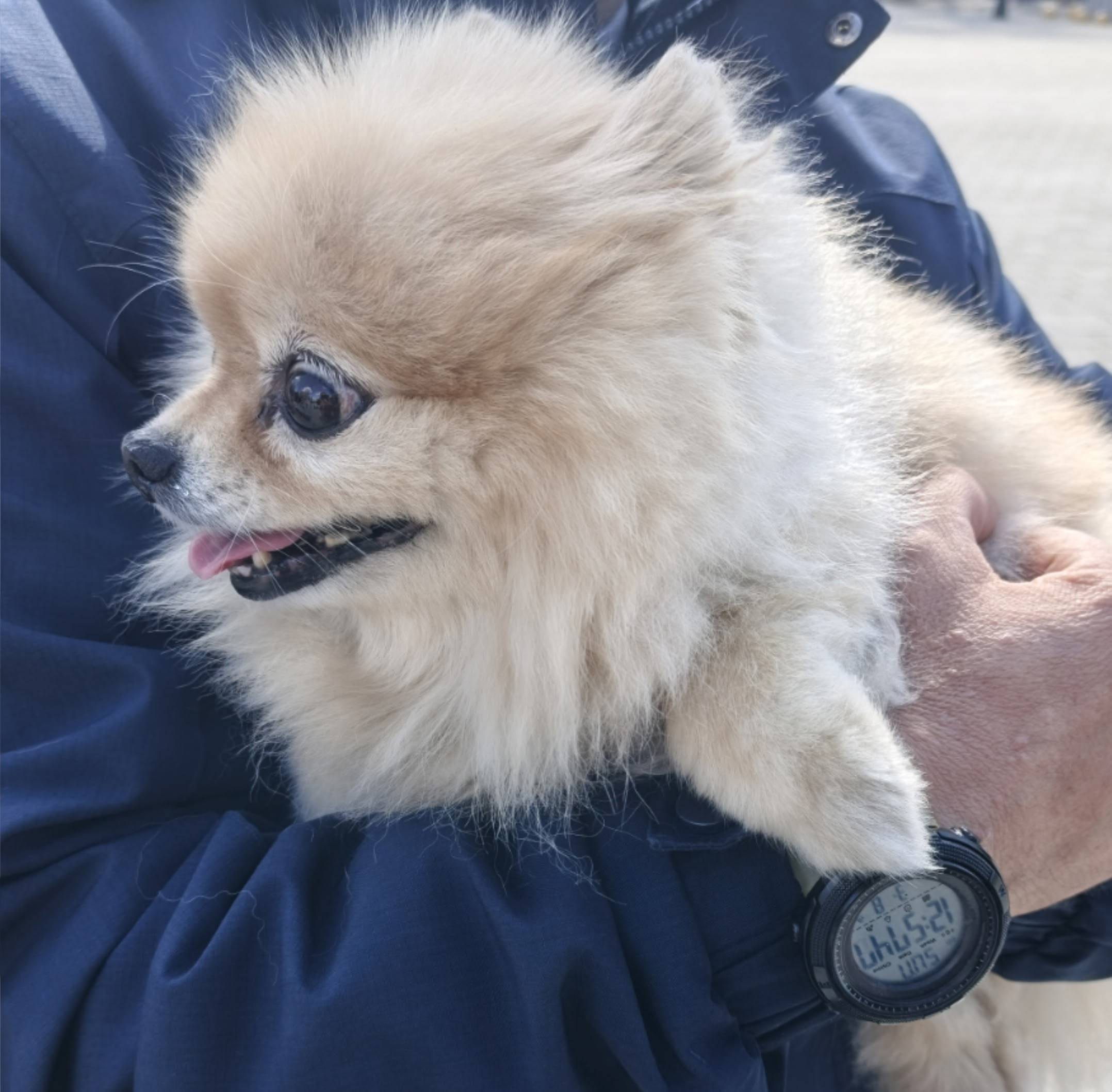 Пропала собака, возле кинотеатра Крым