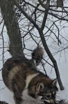 Пропали лайки, д. Зорино