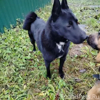 Пропала чёрная лайка, без местоположения
