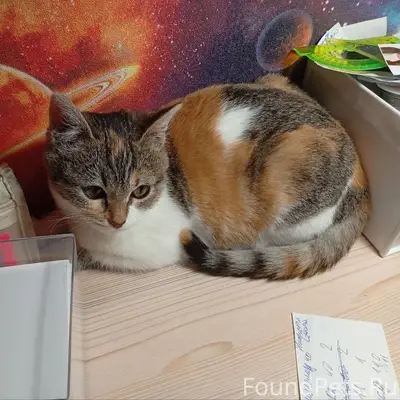 Пропала кошка Буся, ул. Свободы