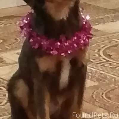 Пропал щенок Арчи