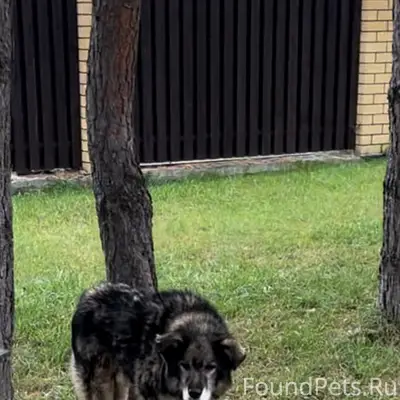 Пропал пёс Веня, КП «Берёзки»