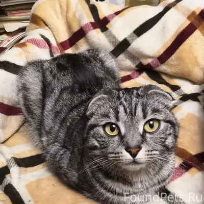 Пропала шотландская вислоухая кошка, Приокский