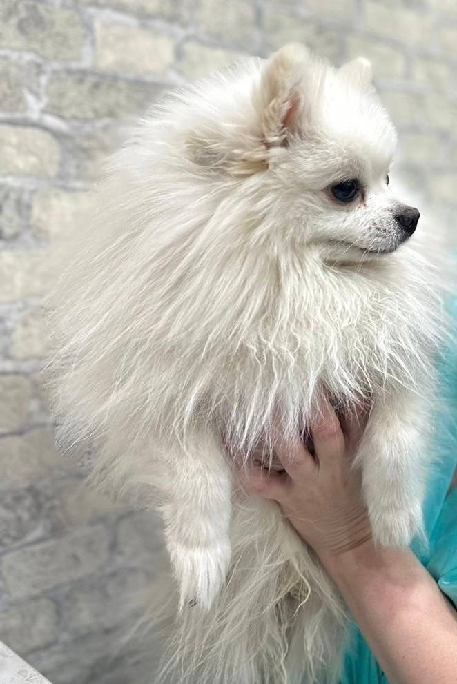 Пропала собака, улица Остужева