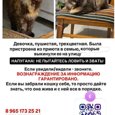 Пропала трехцветная кошка, Солнечногорск