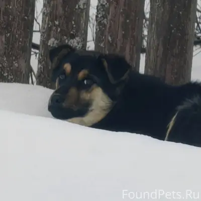 Найден метис, д. Прудки, Чеховский район