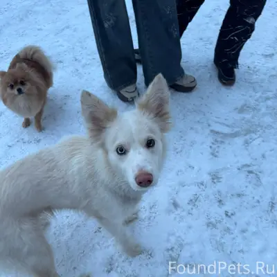 Найденна собака, улица Василисина